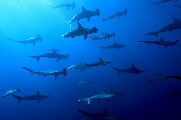 hammerhead